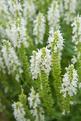 Salvia nemorosa - woodland sage (Balkan clary)