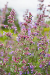 Obraz premium Lemon balm (Melissa officinalis)