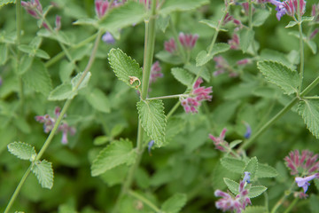 Lemon balm (Melissa officinalis)