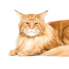 Obraz premium Beautiful maine coon cat