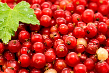 Red currants, ripe berries in the background.