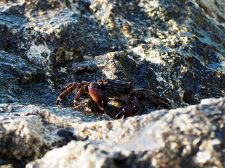 Wildlife. Crab on wet stones in the rays of the setting sun, marine background. Brachyura