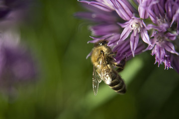 A bee collecting pollen from a purple garlic flower