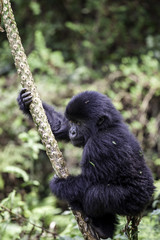 Baby gorilla in Volcanoes National Park