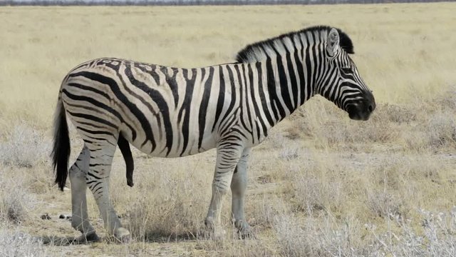 Big male of zebra ready for mating in african bush. Etosha national Park, Ombika, Kunene, Namibia. True wildlife photography. Africa Safari