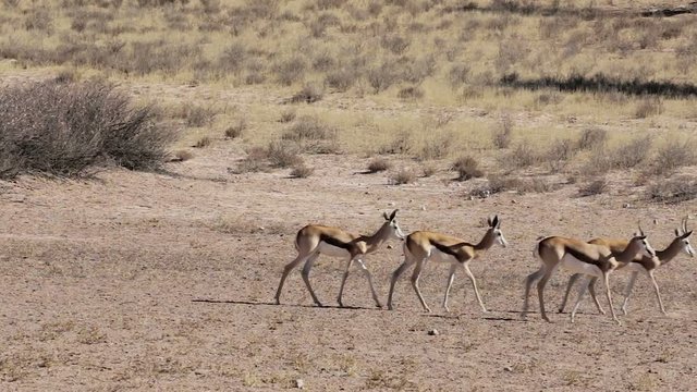 herd of springbok in sunny day in dry Kgalagadi desert - Kalahari Transfontier park, South Africa safari wildlife and wilderness
