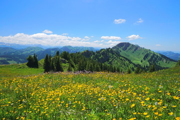 Früling mit Bergblumenwiese in den Alpen