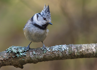 European Crested Tit amusing perched on an old lichen covered branch in the forest