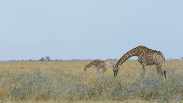 giraffe camelopardalis in bush tree in Etosha national Park, Ombika, Kunene, Namibia, Africa safari wildlife