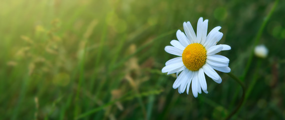 Obraz premium Macro shot of chamomile.