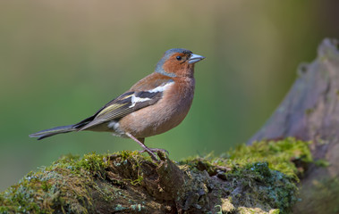 Male Common Chaffinch posing on mossy stump in light forest