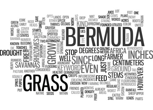 BERMUDA GRASS TEXT WORD CLOUD CONCEPT