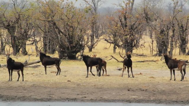 beautiful sable antelope in very hot day with air curtains on waterhole, Hwange national Park, Zimbabwe. Africa safari wildlife photography