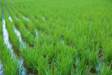 Rice abandonment .....