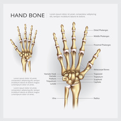 Hand Bone Vector Illustration