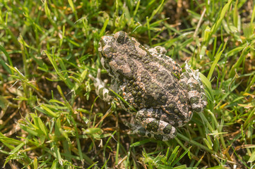 Green toad camouflaging in spring grass at sunny spring morning
