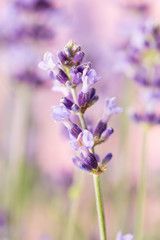 Lavender flowers.