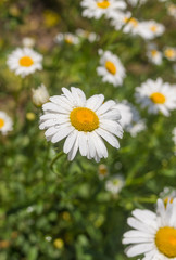 Garden ox-eye daisy (Leucanthemum vulgare) in early summer season closeup