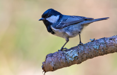 Shining Coal Tit perched on lichen encrusted branch