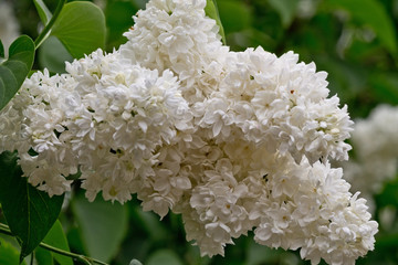 branch of white lilac closeup on bush