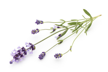 Fototapeta premium Lavender flowers.