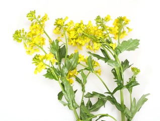 Blossoming bittercress on white background