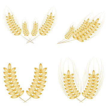 Isolated golden wheat ear after the harvest. Collage.
