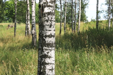 Obraz premium Beautiful white birches in summer in birch grove