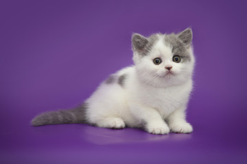 Little cute kitten on studio background