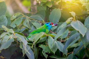 Breeding time..Colourful green bird ,Blue-throated Barbet ( Megalaima asiatica ) catching insect for feeding baby in highland forest..