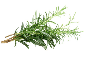 Rosemary (Rosmarinus officinalis), paths