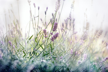 Selective focus on lavender flower - lavender flower in my flower garden - 162902054
