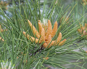 Obraz premium the Beautiful cones