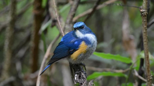 Himalayan bluetail tarsiger rufilatus
Charming bird perching alone.
Himalayan bluetail ( tarsiger rufilatus ) making a living in highland forest,green blurred background and sunlight.
