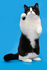 The funny cat stands on its hind legs on a blue background.