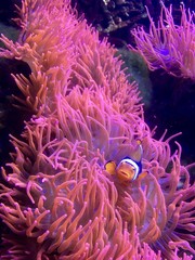 Naklejka na ściany i meble Clownfisch schaut aus Koralle