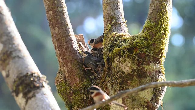 Independence day of juvenile birds.
Wonderful juvenile birds,Black throated bushtit,first step outside the nest  while parent feeding and ready to explore the wild world.
