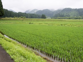 Fototapeta premium 初夏の水田風景