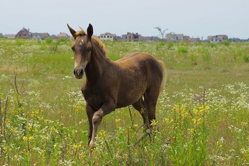 маленькая коричневая лошадь на цветущем лугу