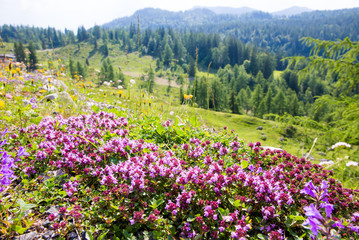 Obraz premium eine Bergwiese mit wilden Kräutern in den Alpen ( Europa )