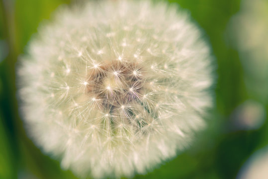 Dandelion flower close up on natural green background