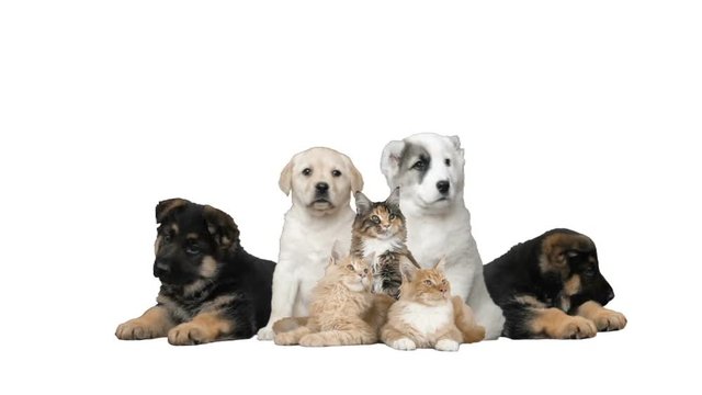 Four puppies and three kittens on a white background