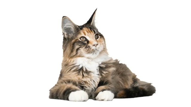 Funny maine coon kun lying and staring at white background