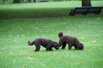 dogs playing in a park