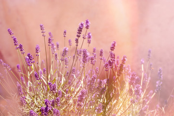 Soft focus on lavender flowers, lavender flowers lit by sunlight