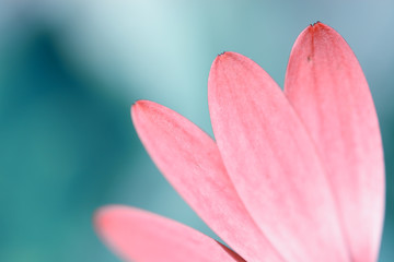 Obraz na płótnie Canvas Rose petals of gerbera flower
