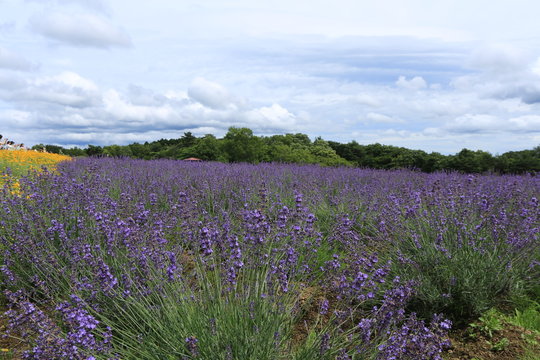 三重のラベンダー畑 Images Browse 8 Stock Photos Vectors And Video Adobe Stock