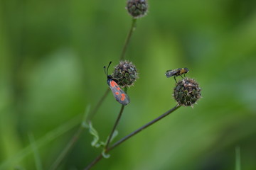Macro bugs commensalism on the grass