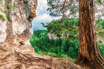 Obraz premium Beautiful scenic summer landscape view from the rock in Kurdzhips gorge with pine tree on sunny day in Caucasus mountains, Russia