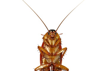 cockroach